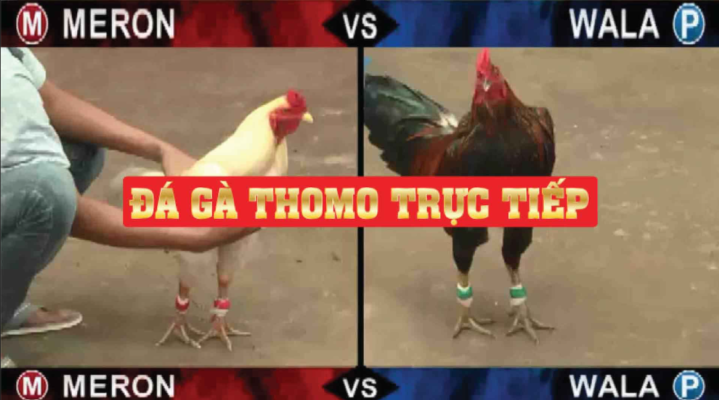 Xem Đá Gà Trực Tiếp Trên Mạng Bất Kể Nơi Đâu 1 Sin88