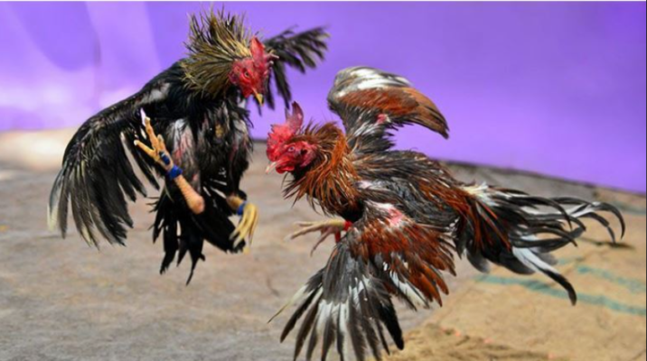 Xem Đá Gà Trực Tiếp Trên Mạng Bất Kể Nơi Đâu 3 Sin88