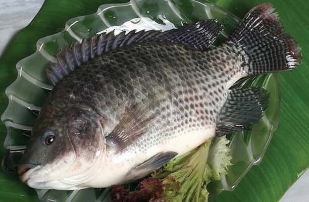 Mơ thấy cá rô phi đánh đề con gì- cá rô phi bị chết