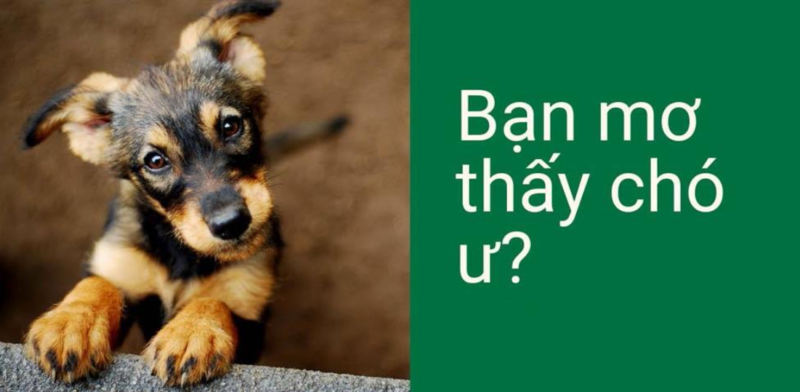 MƠ THẤY CHÓ CẮN ĐÁNH SỐ MẤY LÀ HỢP LÝ 1 MƠ THẤY CHÓ CẮN ĐÁNH SỐ MẤY LÀ HỢP LÝ