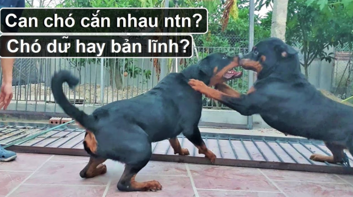 MƠ THẤY CHÓ CẮN ĐÁNH SỐ MẤY LÀ HỢP LÝ 3 MƠ THẤY CHÓ cắn nhau