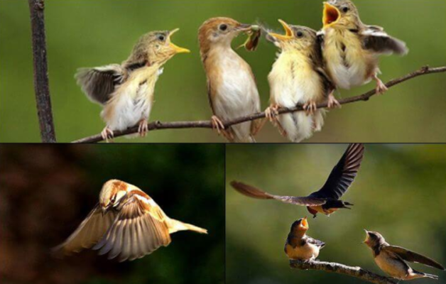 Giải mã giấc mơ thấy chim đánh con gì?