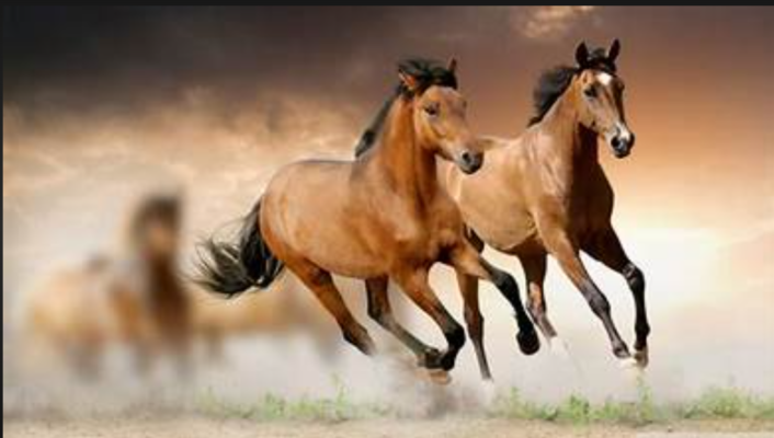 Người chơi lô đề mơ thấy ngựa nên đánh số mấy?