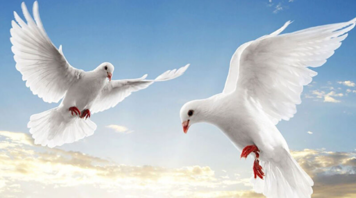 Mơ thấy chim bồ câu đánh số mấy dễ trúng 1 Mơ thấy chim bồ câu đánh số mấy dễ trúng