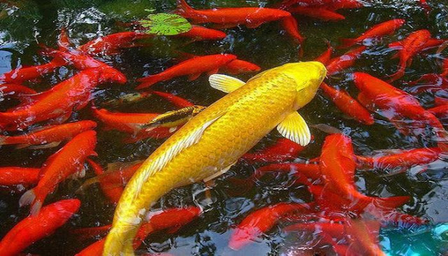 Giải mã giấc mơ cá chép từ nhà cái uy tín Sin88