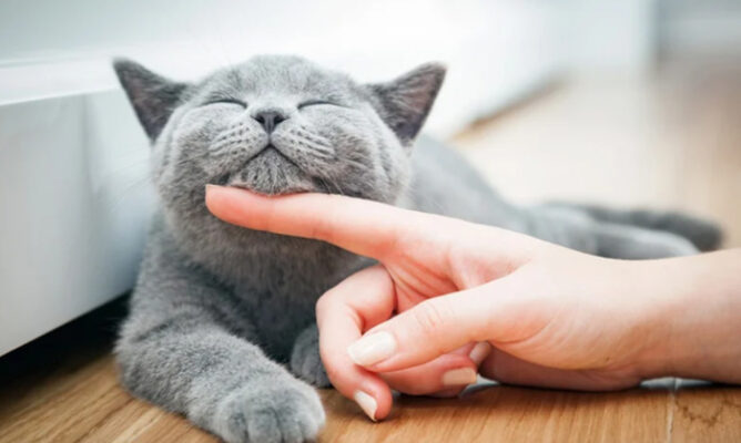 Một số giấc mơ thấy mèo khác