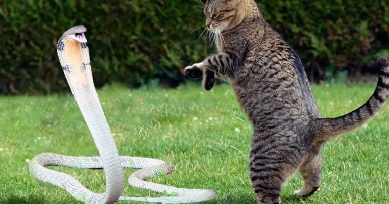 Giải mã giấc mơ thấy rắn đánh nhau với mèo