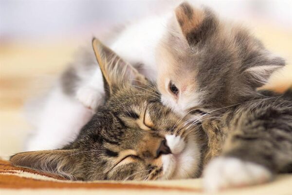 Một số giấc mơ thấy mèo khác