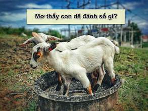 Tại sao bạn lại ngủ mơ thấy dê? 2 Tại sao bạn lại ngủ mơ thấy dê?