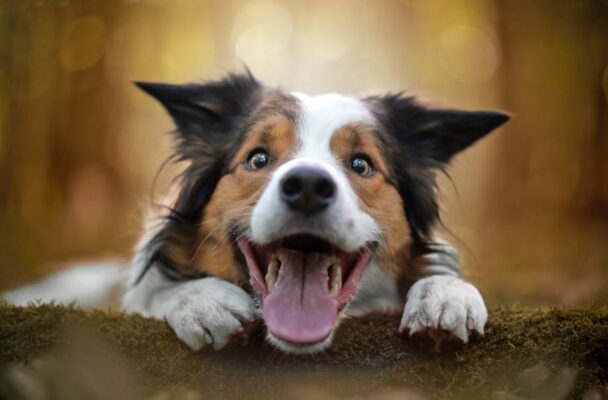 Giải mã những giấc mơ về chó 1 Giải mã những giấc mơ về chó