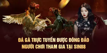 Kê thủ không thể bỏ qua sàn cá cược đá gà tre tại Sin88 1 Kê thủ không thể bỏ qua sàn cá cược đá gà tre tại Sin88