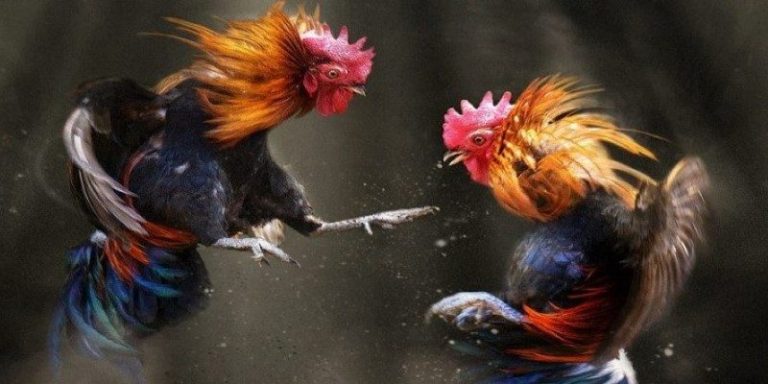 Các cửa cược khi chơi siêu phẩm đá gà Sin88 1 Các cửa cược khi chơi siêu phẩm đá gà Sin88