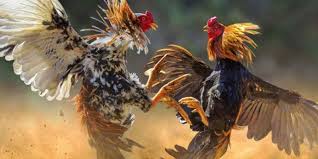 Trải nghiệm những trận đấu đá gà đỉnh cao tại Sin88 1 Trải nghiệm những trận đấu đá gà đỉnh cao tại Sin88