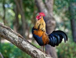 Một số ý nghĩa đặc biệt của gà có thể kể đến 1 Một số ý nghĩa đặc biệt của gà có thể kể đến