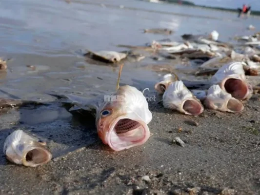 Bạn mơ thấy cá nhảy lên bờ - Nên đánh số mấy?