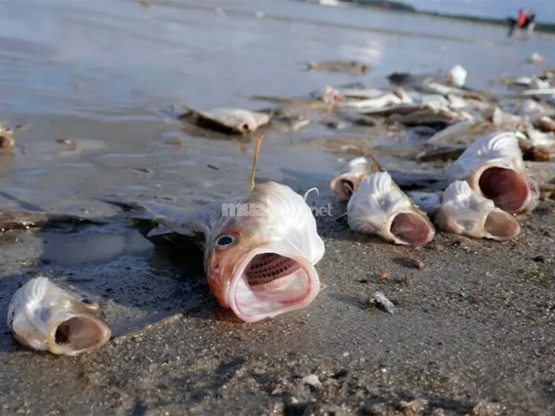 Bạn mơ thấy cá nhảy lên bờ - Nên đánh số mấy? 1 Bạn mơ thấy cá nhảy lên bờ - Nên đánh số mấy?