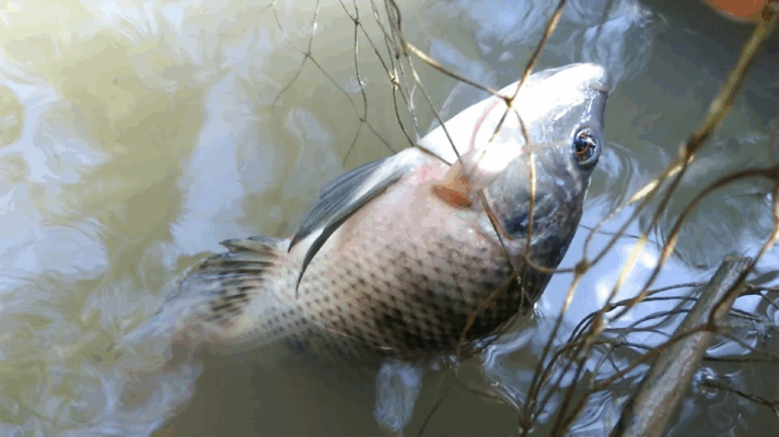 Mơ thấy cá rô phi đánh đề con gì- chiêm bao rô phi đen