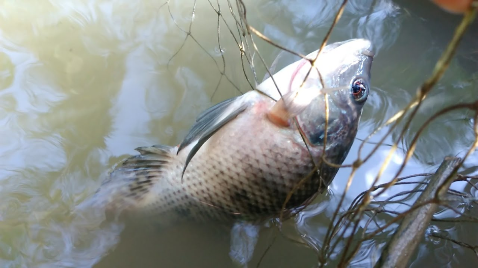 Mơ thấy cá rô phi đánh đề con gì- chiêm bao rô phi đen 1 Mơ thấy cá rô phi đánh đề con gì- chiêm bao rô phi đen