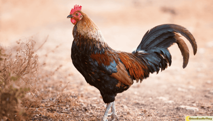 Giãi mã giấc mơ thấy gà - đánh số mấy nâng cao tỉ lệ thắng?