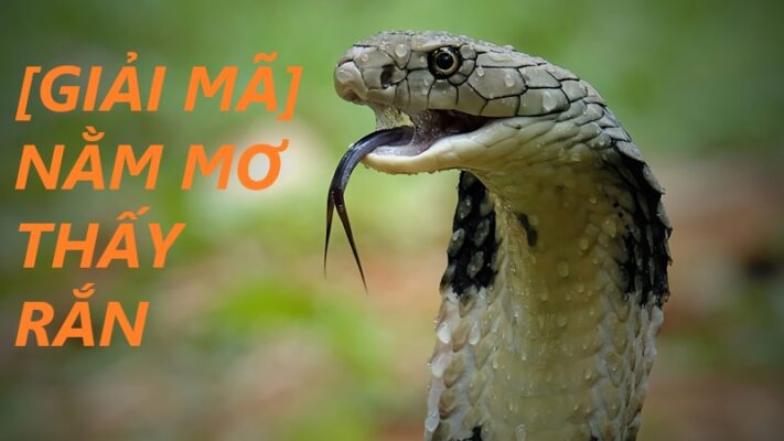 Giải mã chi tiết giấc mơ thấy rắn là điềm báo gì?